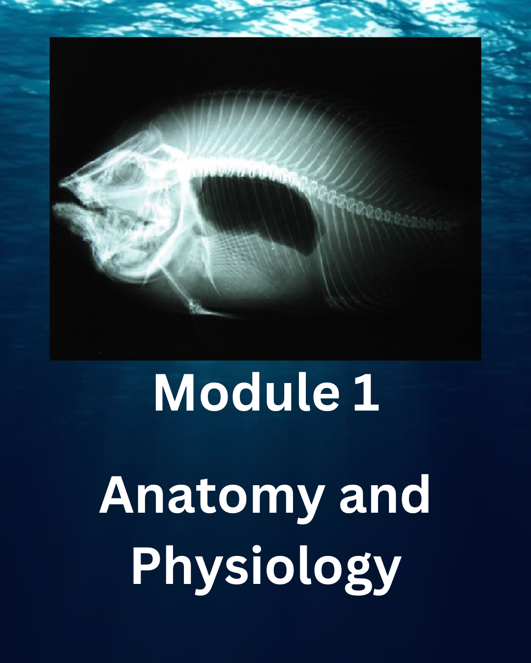 Module 1 Fish Anatomy Physiology Second Edition Lessons The 